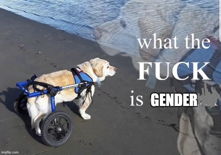 What the f**k is oatmeal | GENDER | image tagged in what the f k is oatmeal | made w/ Imgflip meme maker