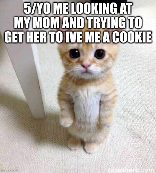 Cute Cat Meme | 5/YO ME LOOKING AT MY MOM AND TRYING TO GET HER TO IVE ME A COOKIE | image tagged in memes,cute cat | made w/ Imgflip meme maker