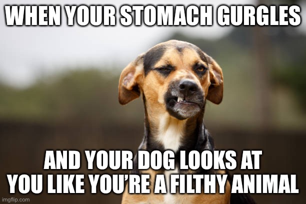 WHEN YOUR STOMACH GURGLES; AND YOUR DOG LOOKS AT YOU LIKE YOU’RE A FILTHY ANIMAL | image tagged in bad pun dog,dogs,farts | made w/ Imgflip meme maker