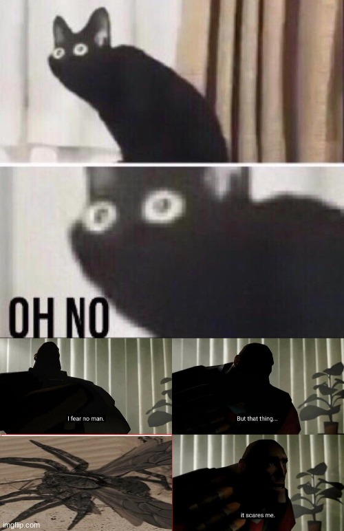 image tagged in oh no cat | made w/ Imgflip meme maker