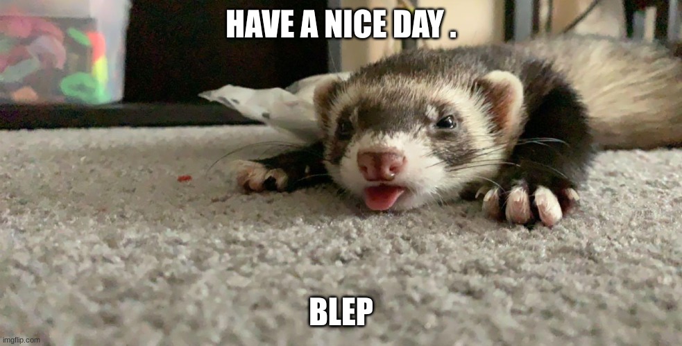 bllep | HAVE A NICE DAY . BLEP | image tagged in ferret | made w/ Imgflip meme maker