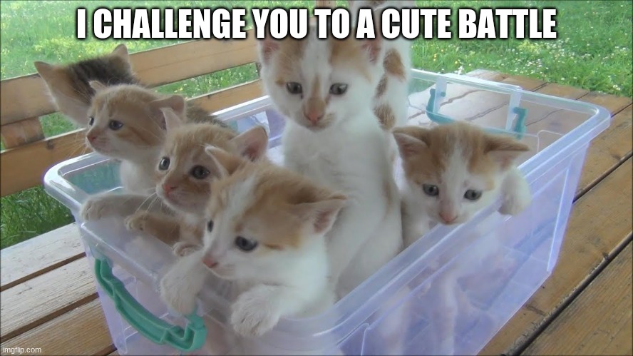 comment the cutest image you can find | I CHALLENGE YOU TO A CUTE BATTLE | image tagged in kittens in plastic tub | made w/ Imgflip meme maker