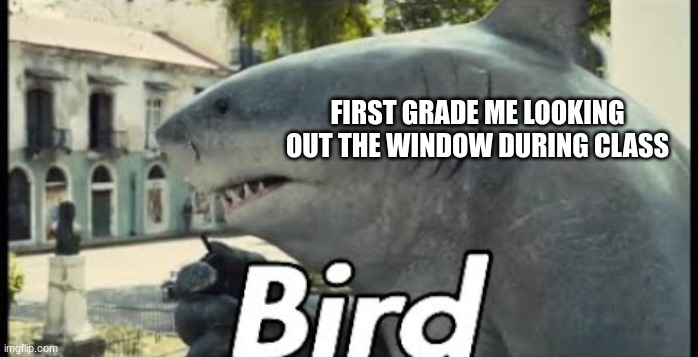 Bird Watcher | FIRST GRADE ME LOOKING OUT THE WINDOW DURING CLASS | image tagged in king shark bird | made w/ Imgflip meme maker