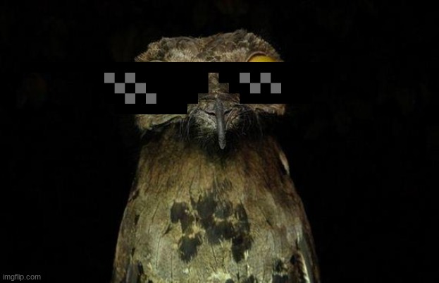 Weird Stuff I Do Potoo Meme | image tagged in memes,weird stuff i do potoo | made w/ Imgflip meme maker