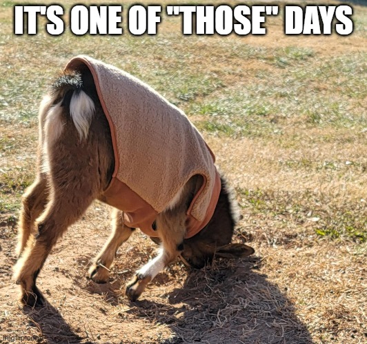 One of those days |  IT'S ONE OF "THOSE" DAYS | image tagged in goat,banging head,bad day,fed up,one of those days,funny goat | made w/ Imgflip meme maker