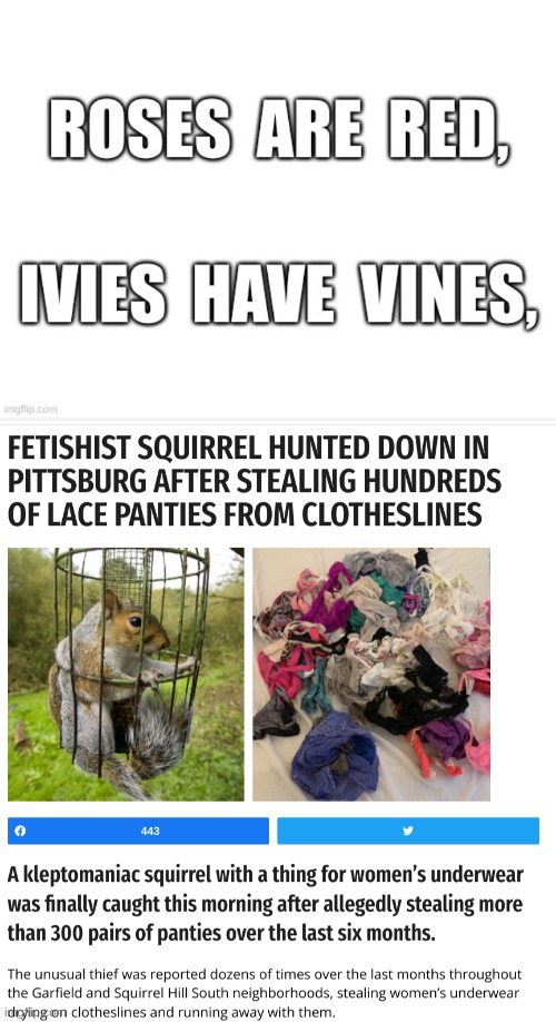 Squirrelly Squirrel | image tagged in squirrel,fetish,thief,panties,clotheslines,underwear | made w/ Imgflip meme maker