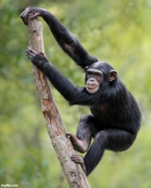 monke | image tagged in monke | made w/ Imgflip meme maker