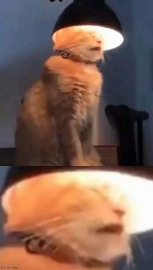 Does this even need a title? | image tagged in cats,what,lol,cat,weird | made w/ Imgflip meme maker
