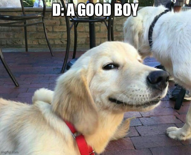 Good boy | D: A GOOD BOY | image tagged in good boy dog | made w/ Imgflip meme maker