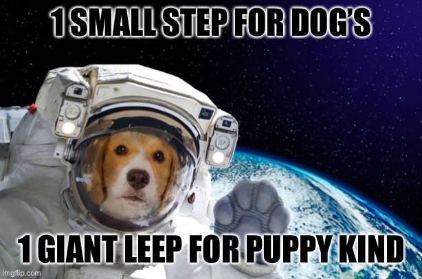 yaaaaaaaaaaaaaaaaaaaaaaaaaaaaaaaaaaaaaaaaaaaaaaaaaaaaaaaaaaaaaaaaaaaaaaaaaaaaaaaaaaaaaaaaaaaaaaaaaaaaaaaaaaaaaaaaaaaaaaaaaaaaaaa | 1 SMALL STEP FOR DOG’S; 1 GIANT LEEP FOR PUPPY KIND | image tagged in dog astronaut in space | made w/ Imgflip meme maker