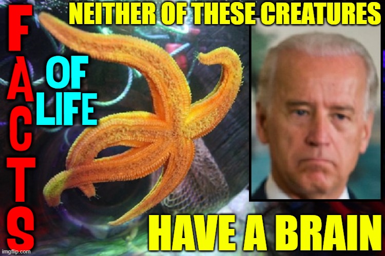 Things Zombies will never attack | NEITHER OF THESE CREATURES; F
A
C
T
S; OF
LIFE; HAVE A BRAIN | image tagged in vince vance,starfish,corrupt,senile,creepy joe biden,memes | made w/ Imgflip meme maker