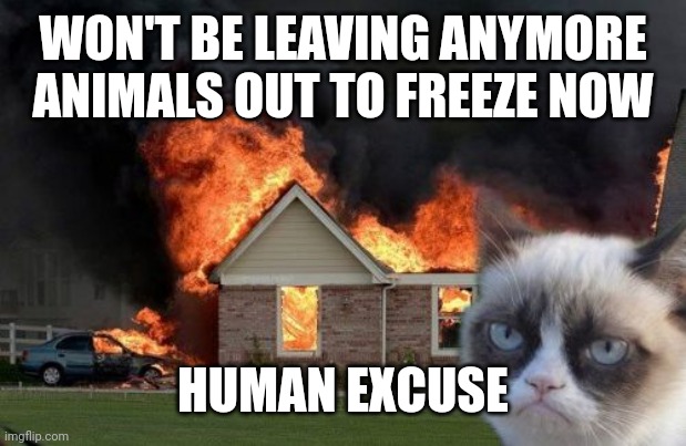 Burn Kitty | WON'T BE LEAVING ANYMORE ANIMALS OUT TO FREEZE NOW; HUMAN EXCUSE | image tagged in memes,burn kitty,grumpy cat | made w/ Imgflip meme maker