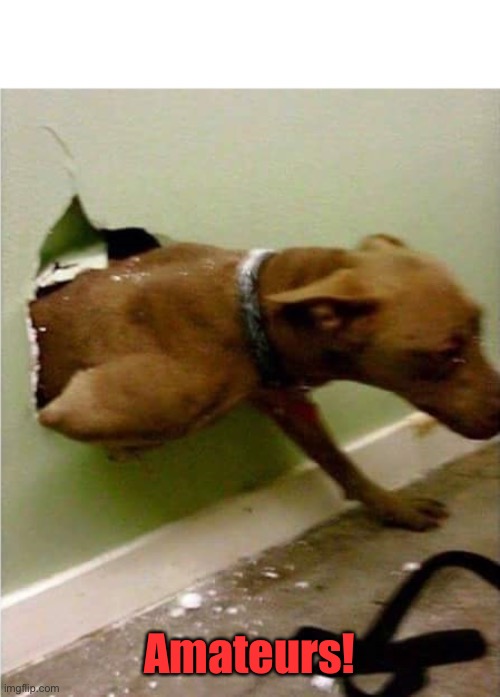 Dog breaking the wall | Amateurs! | image tagged in dog breaking the wall | made w/ Imgflip meme maker