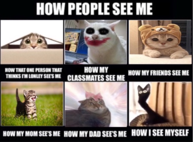 Pov: People in my life | image tagged in cats,funny,pov | made w/ Imgflip meme maker