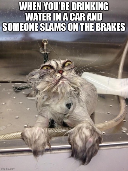 Angry Wet Cat | WHEN YOU’RE DRINKING WATER IN A CAR AND SOMEONE SLAMS ON THE BRAKES | image tagged in angry wet cat | made w/ Imgflip meme maker