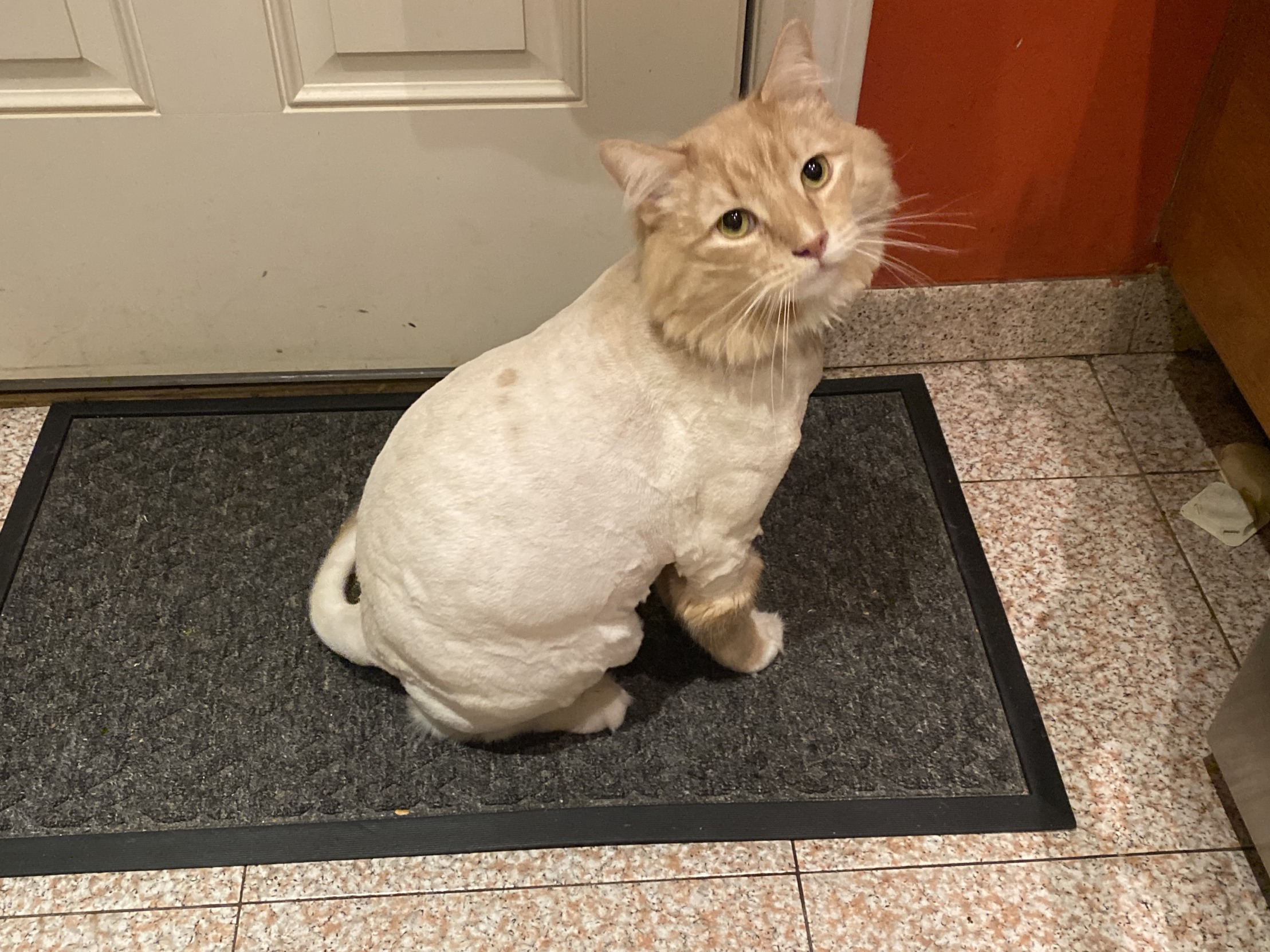 High Quality Shaved Cat Blank Meme Template