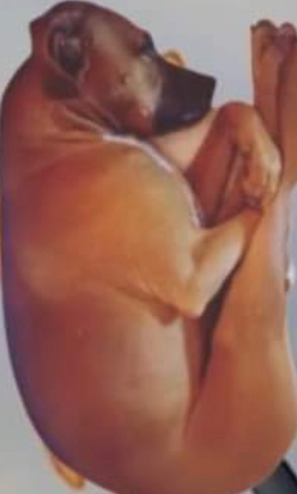 Doggo Blank Meme Template