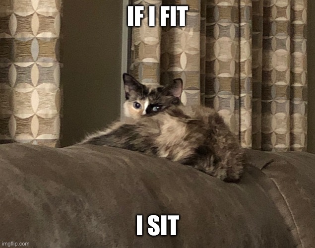 If I fit | IF I FIT; I SIT | image tagged in cat | made w/ Imgflip meme maker