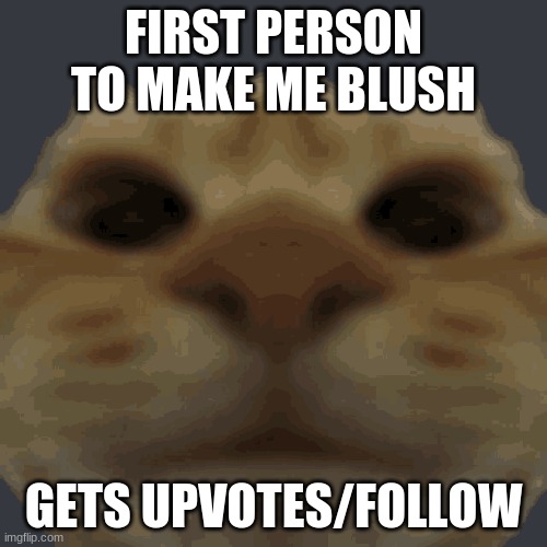 i expect there to be memes | FIRST PERSON TO MAKE ME BLUSH; GETS UPVOTES/FOLLOW | made w/ Imgflip meme maker