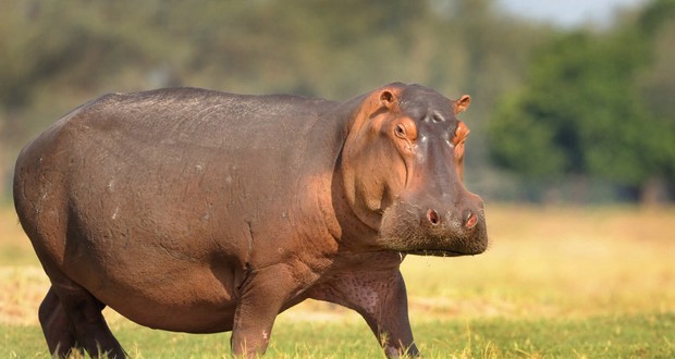 Hippo Blank Meme Template
