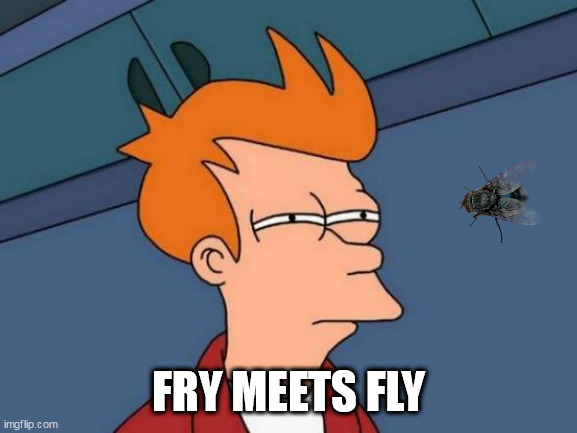 Futurama Fry Meme | FRY MEETS FLY | image tagged in memes,futurama fry | made w/ Imgflip meme maker