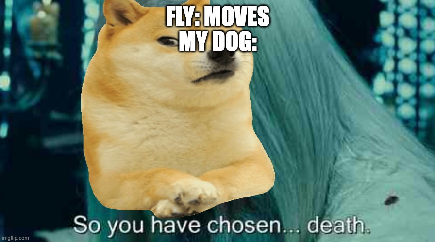 So you have chosen death | FLY: MOVES
MY DOG: | image tagged in so you have chosen death | made w/ Imgflip meme maker