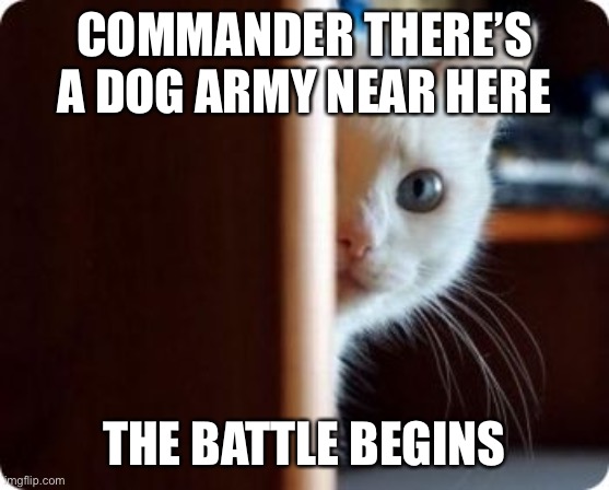 The battle CAT | COMMANDER THERE’S A DOG ARMY NEAR HERE; THE BATTLE BEGINS | image tagged in funny memes,cat | made w/ Imgflip meme maker