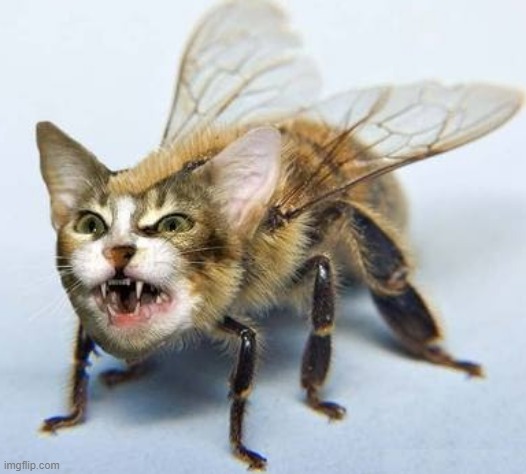 cat and fly mix i guess | image tagged in memes,cats | made w/ Imgflip meme maker