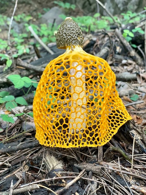 Veiled Lady Mushroom | image tagged in awesome,pics,photography | made w/ Imgflip meme maker