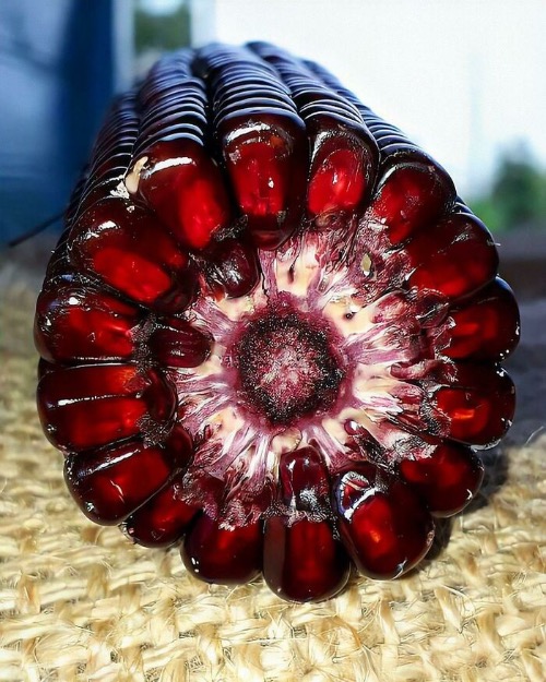 Red Corn | image tagged in awesome,pics,photography | made w/ Imgflip meme maker