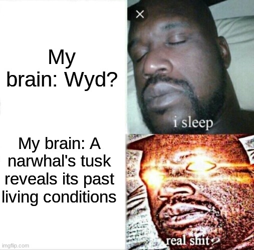 Sleeping Shaq | My brain: Wyd? My brain: A narwhal's tusk reveals its past living conditions | image tagged in memes,sleeping shaq | made w/ Imgflip meme maker