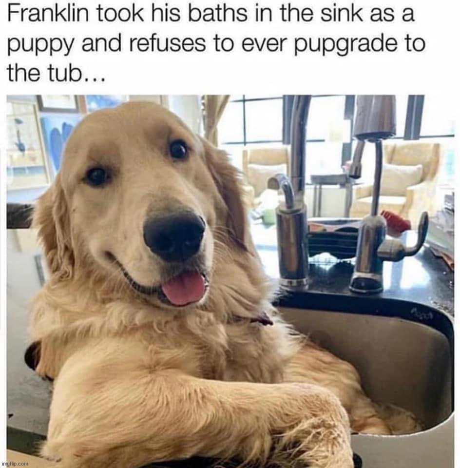 image tagged in dogs | made w/ Imgflip meme maker