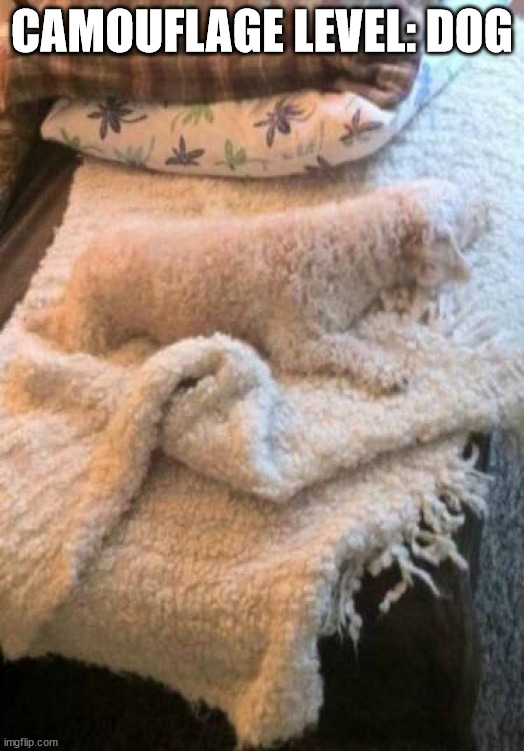 CAMOUFLAGE LEVEL: DOG | image tagged in dogs | made w/ Imgflip meme maker