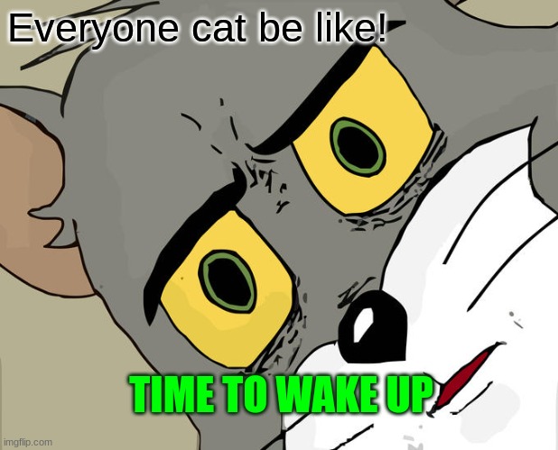 gotta see this | Everyone cat be like! TIME TO WAKE UP | image tagged in memes,unsettled tom | made w/ Imgflip meme maker