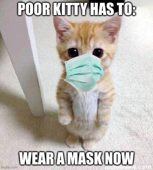 STUPID COVID JUST END ALREADY AAAAHHHHH | POOR KITTY HAS TO:; WEAR A MASK NOW | image tagged in memes,cute cat | made w/ Imgflip meme maker