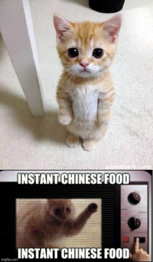 image tagged in memes,cute cat,instant chinese food | made w/ Imgflip meme maker