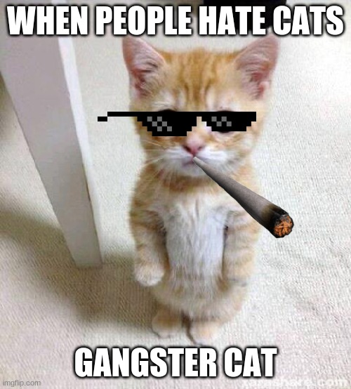 Gangster cat | WHEN PEOPLE HATE CATS; GANGSTER CAT | image tagged in memes,cute cat,cat gangster,gangster,cat | made w/ Imgflip meme maker
