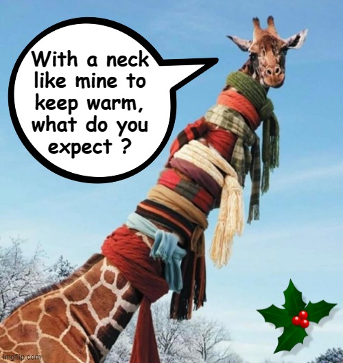 Neck warmers | With a neck
like mine to
keep warm,
what do you
expect ? | image tagged in funny giraffe | made w/ Imgflip meme maker