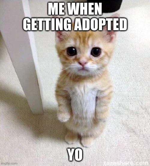 Cute Cat Meme | ME WHEN GETTING ADOPTED; YO | image tagged in memes,cute cat | made w/ Imgflip meme maker