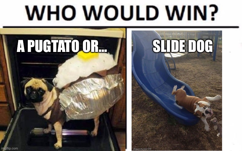 Comment the winner | A PUGTATO OR…; SLIDE DOG | image tagged in funny dogs | made w/ Imgflip meme maker