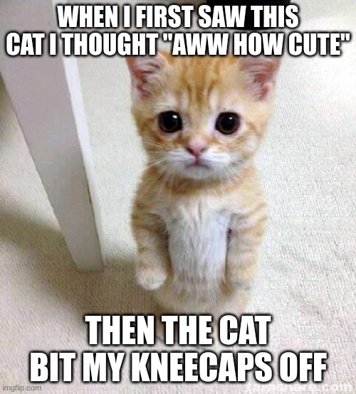 This actually happened to me :( | WHEN I FIRST SAW THIS CAT I THOUGHT "AWW HOW CUTE"; THEN THE CAT BIT MY KNEECAPS OFF | image tagged in memes,cute cat | made w/ Imgflip meme maker