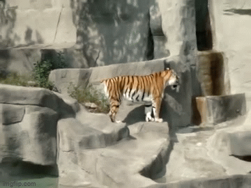 tiger attack animated gif