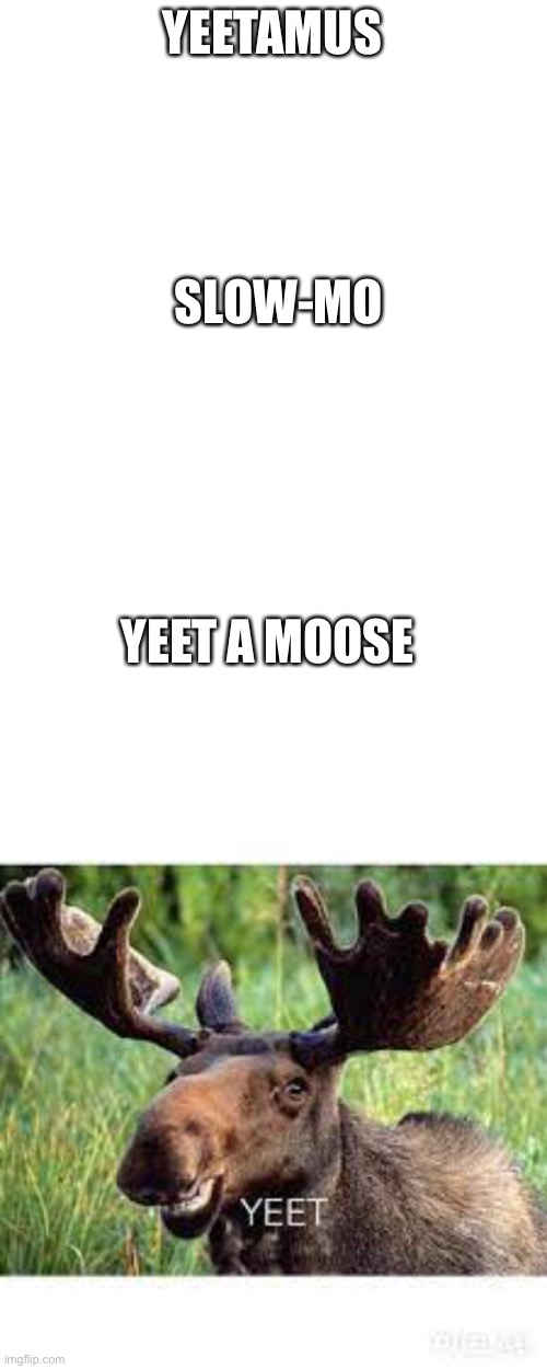 Starting my decline to madness | YEETAMUS; SLOW-MO; YEET A MOOSE | image tagged in blank white template | made w/ Imgflip meme maker