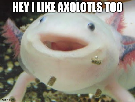 Happy Axolotl | HEY I LIKE AXOLOTLS TOO | image tagged in happy axolotl | made w/ Imgflip meme maker