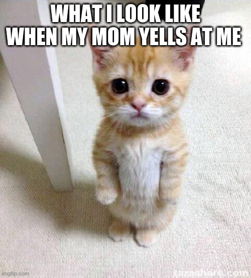 no i'm not short and i don't have a mom this is what it would feel like tho | WHAT I LOOK LIKE WHEN MY MOM YELLS AT ME | image tagged in memes,cute cat | made w/ Imgflip meme maker