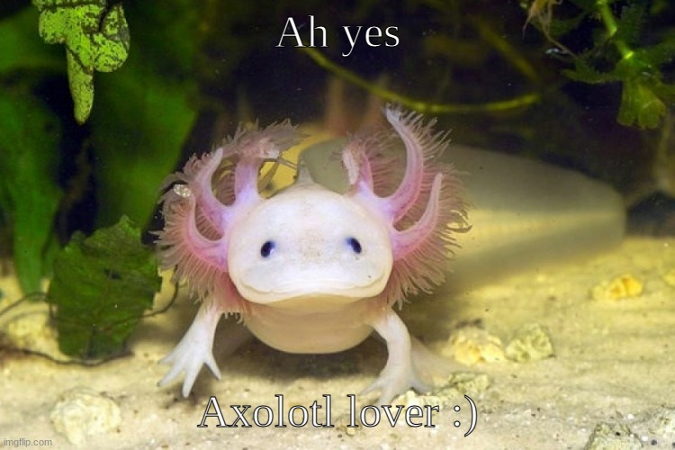 Axolotl | Ah yes Axolotl lover :) | image tagged in axolotl | made w/ Imgflip meme maker