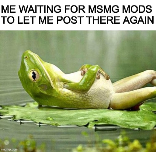 Lazy frog | ME WAITING FOR MSMG MODS TO LET ME POST THERE AGAIN | image tagged in lazy frog,memes | made w/ Imgflip meme maker