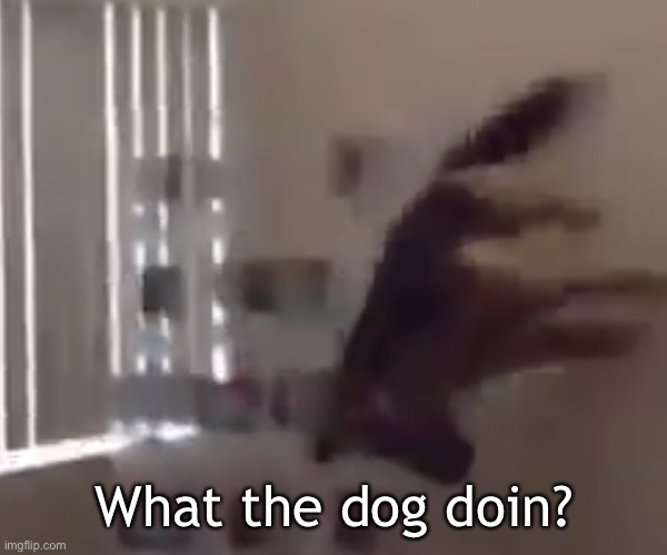 What the dog doin | What the dog doin? | image tagged in what the dog doin | made w/ Imgflip meme maker