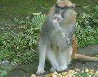 Monke Blank Meme Template