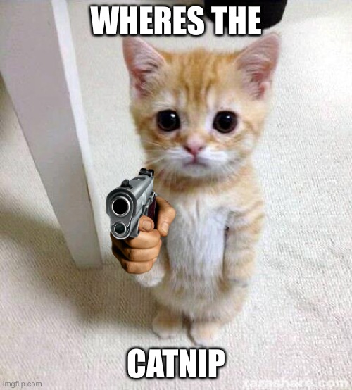 wheres the catnip | WHERES THE; CATNIP | image tagged in memes,cute cat | made w/ Imgflip meme maker